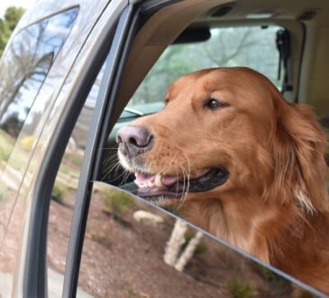 Características clave de un auto Dog-Friendly