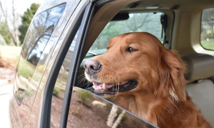 Características clave de un auto Dog-Friendly