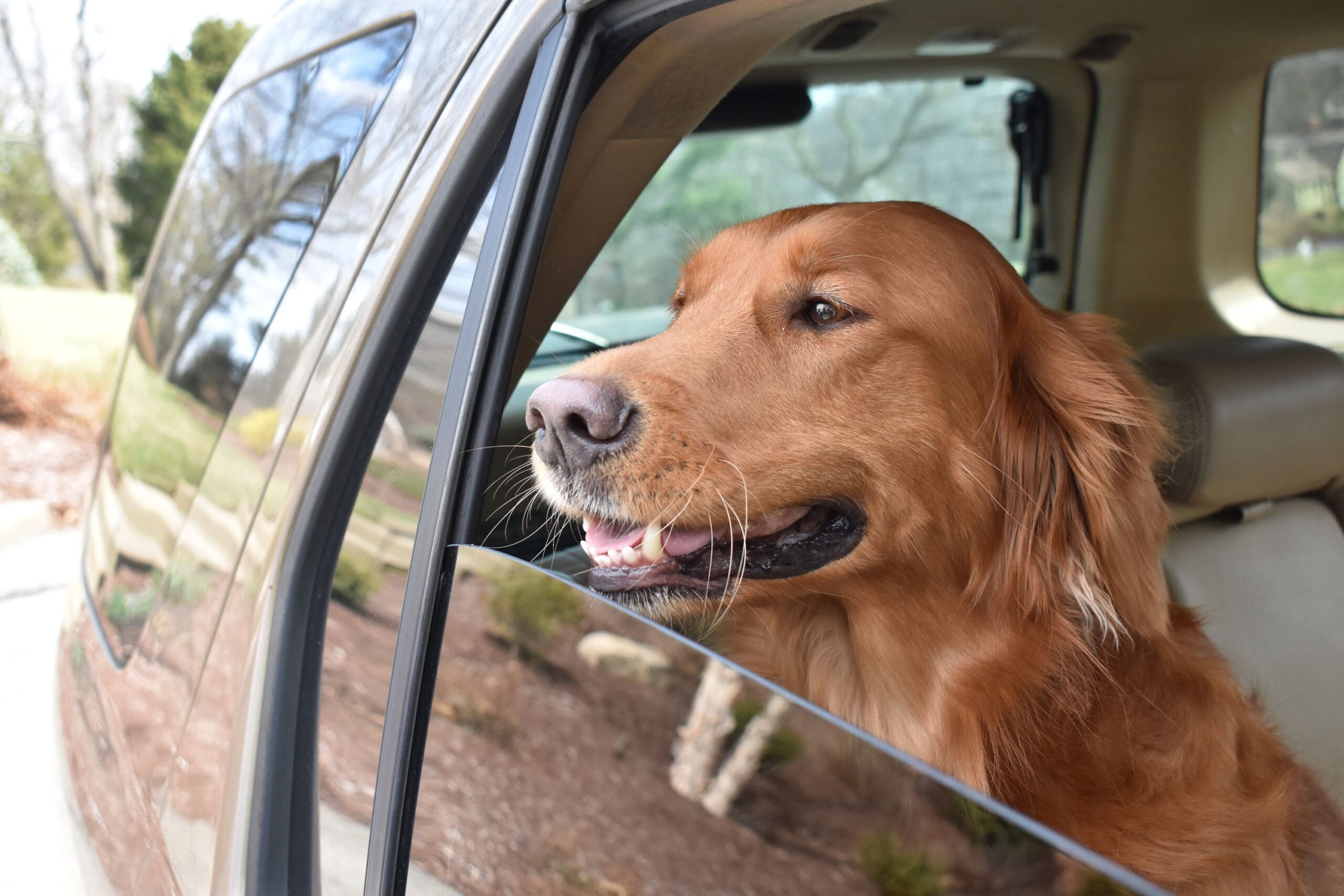 Características clave de un auto Dog-Friendly