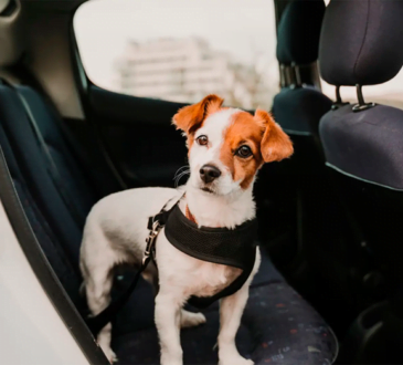 Consejos para pasear a su perro de forma segura y feliz