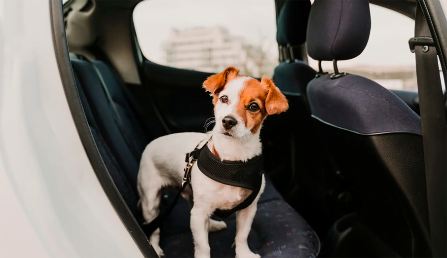 Consejos para pasear a su perro de forma segura y feliz